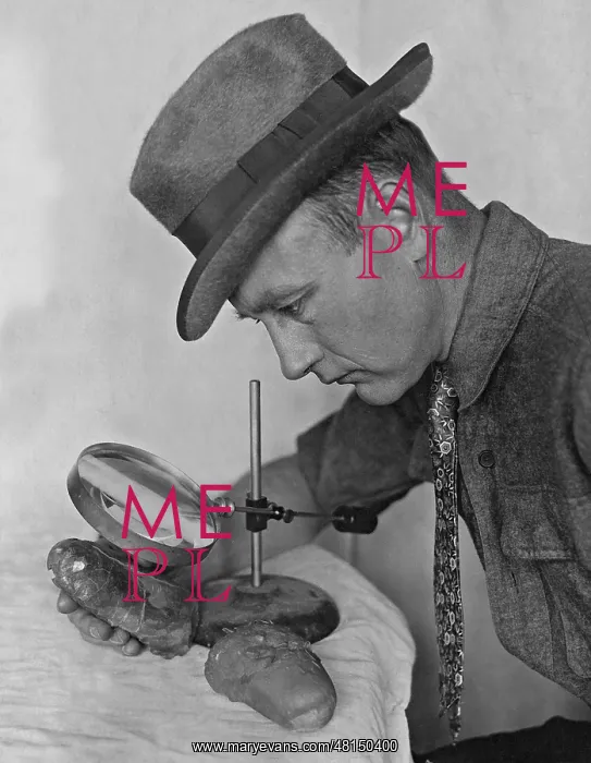: Roy Chapman Andrews examines dinosaur eggs, 1924 : Roy Chapman Andrews examines dinosaur eggs, 1924