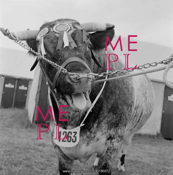 : The Royal Show 1956 : The Royal Show 1956