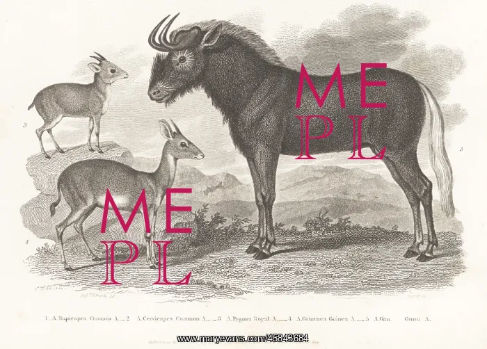 : Royal antelope, bush duiker and white-tailed gnu : Royal antelope, bush duiker and white-tailed gnu