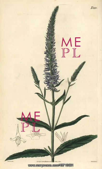 : Royal candles, Veronica spicata subsp. orchidea : Royal candles, Veronica spicata subsp. orchidea