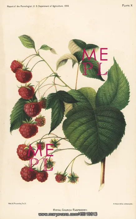 : Royal Church raspberry, Rubus idaeus : Royal Church raspberry, Rubus idaeus