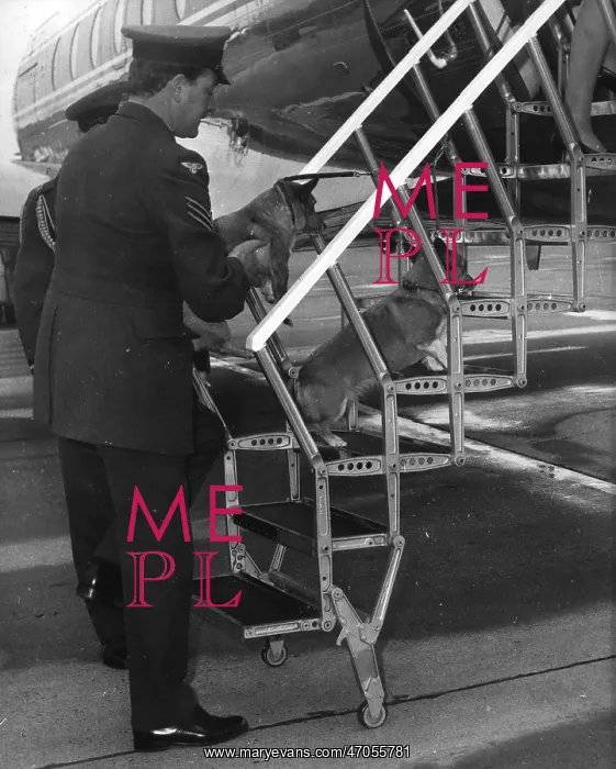 : Royal corgis helped up the aircraft steps : Royal corgis helped up the aircraft steps