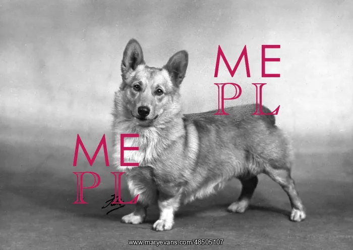 : Royal corgis - Rozavel Lucky Strike : Royal corgis - Rozavel Lucky Strike