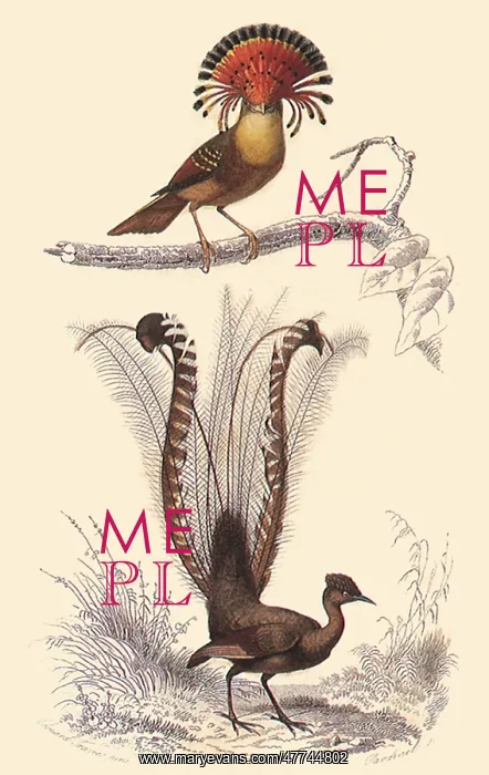  : A Royal Flycatcher and a Lyre Bird