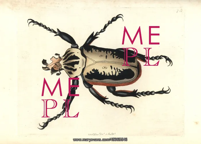 : Royal goliath beetle, Goliathus regius : Royal goliath beetle, Goliathus regius