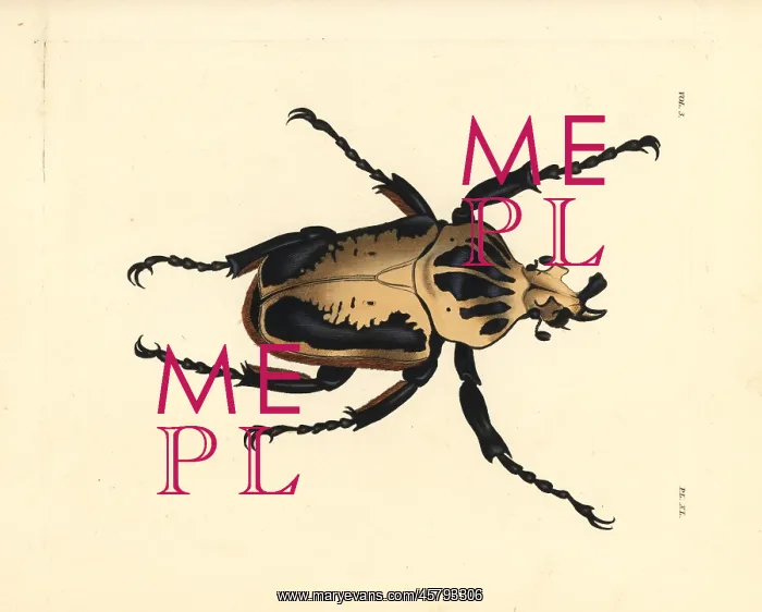 : Royal goliath beetle, Goliathus regius : Royal goliath beetle, Goliathus regius