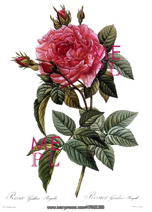  : Royal Highness Provins Rose
