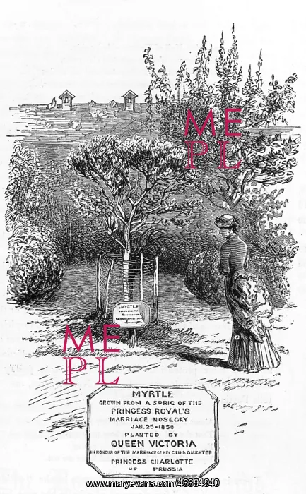 : A royal myrtle at Osborne : A royal myrtle at Osborne