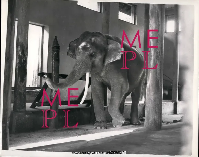 : Royal Pink Elephant in stable, Cambodia : Royal Pink Elephant in stable, Cambodia