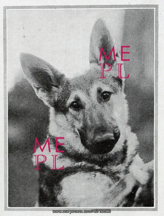 : A Royal Puppy : A Royal Puppy