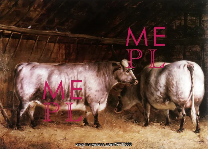 : Royal Shorthorn Oxen : Royal Shorthorn Oxen