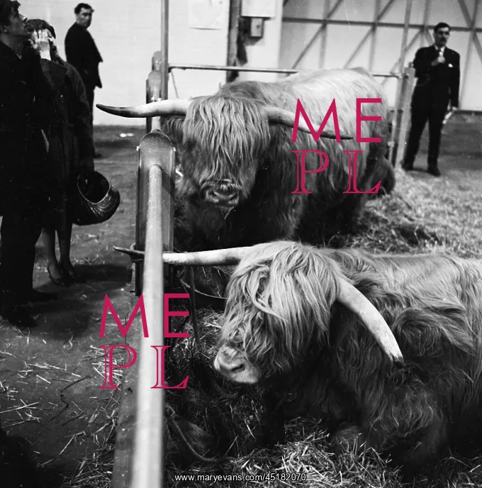 : Royal Smithfield Show 1963 : Royal Smithfield Show 1963