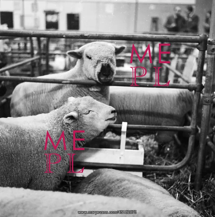 : Royal Smithfield Show 1963 : Royal Smithfield Show 1963