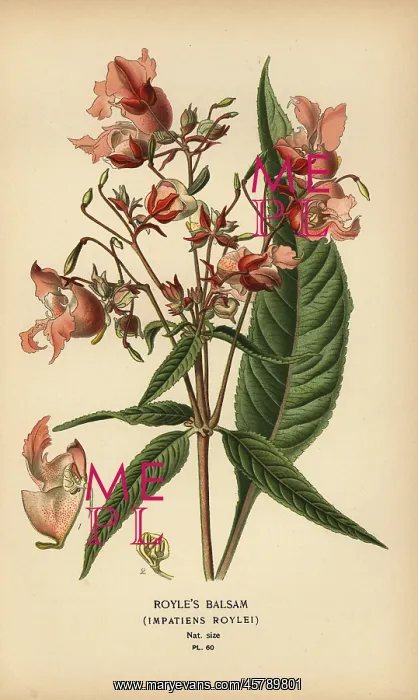 : Royle's balsam, Impatiens roylei : Royle's balsam, Impatiens roylei