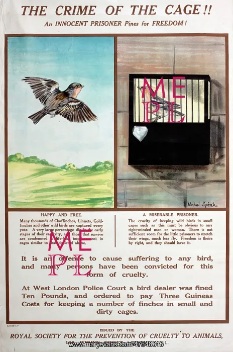 : RSPCA poster, The crime of the cage!! : RSPCA poster, The crime of the cage!!