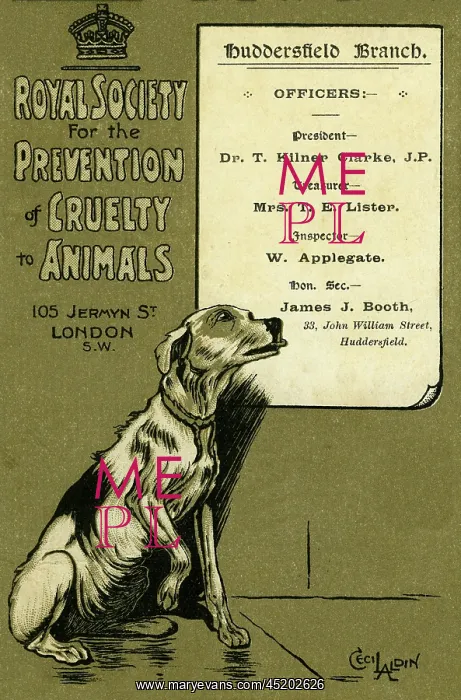: RSPCA promotional postcard : RSPCA promotional postcard