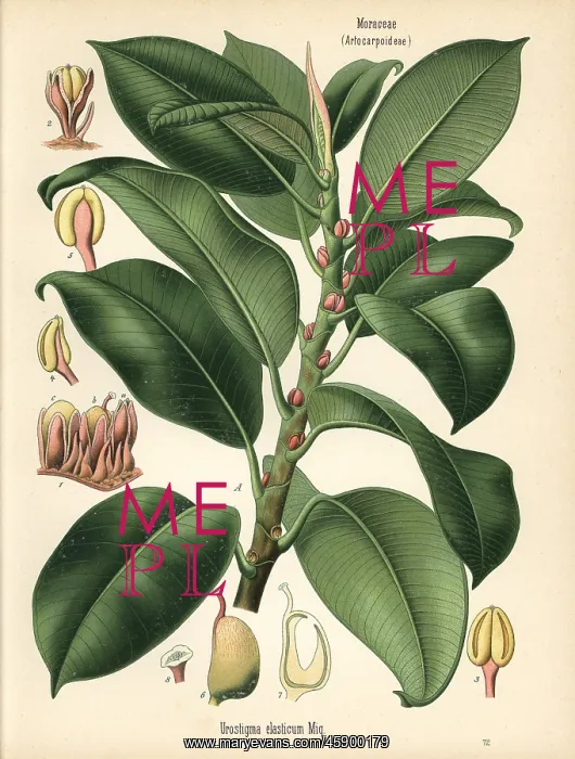 : Rubber fig tree, Ficus elastica : Rubber fig tree, Ficus elastica