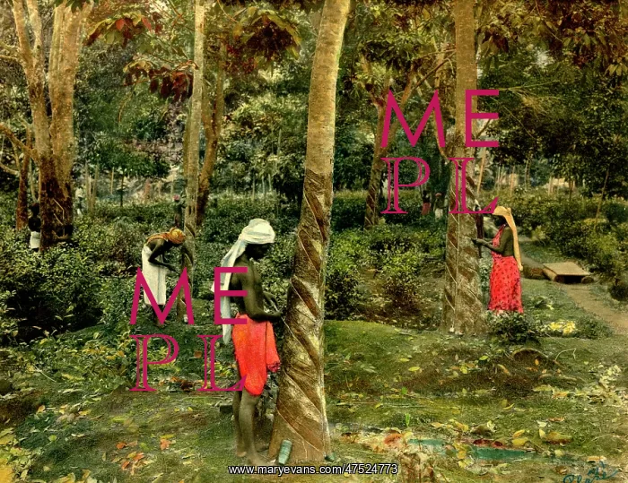  : Rubber industry in Ceylon