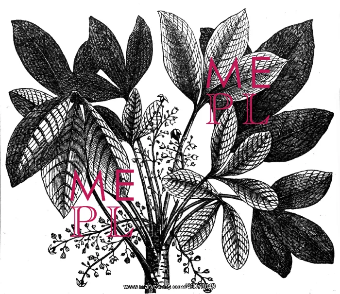 : Rubber Plant : Rubber Plant