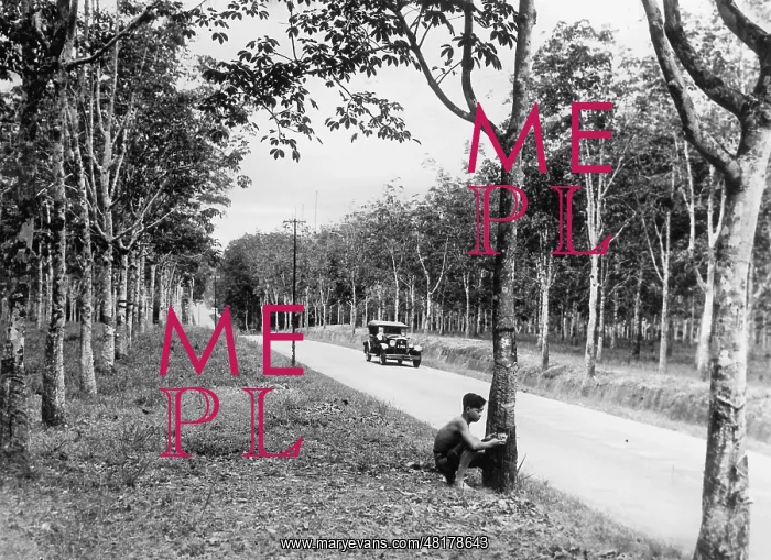 : Rubber plantation in Singapore, 1931 : Rubber plantation in Singapore, 1931