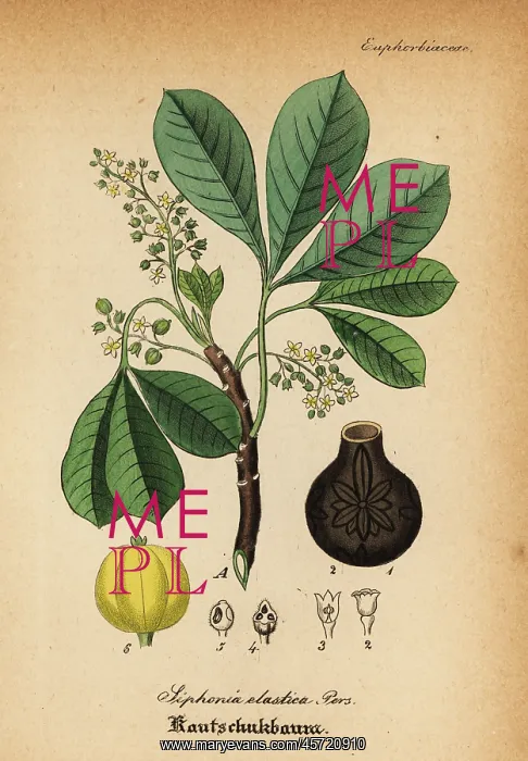 : Rubber tree, Hevea guianensis : Rubber tree, Hevea guianensis