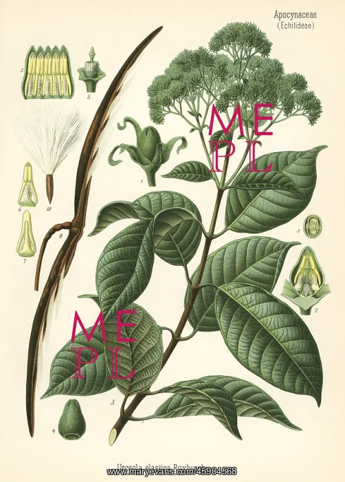 : Rubber tree, Urceola elastica : Rubber tree, Urceola elastica