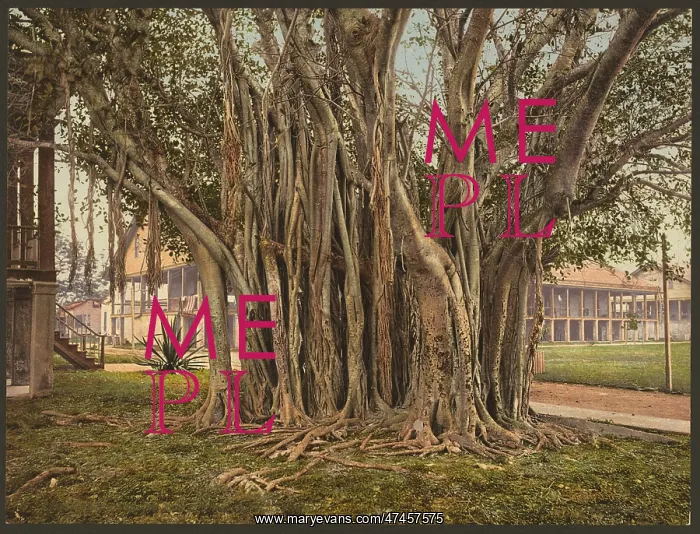 : Rubber tree in the U.S. barracks, Key West : Rubber tree in the U.S. barracks, Key West