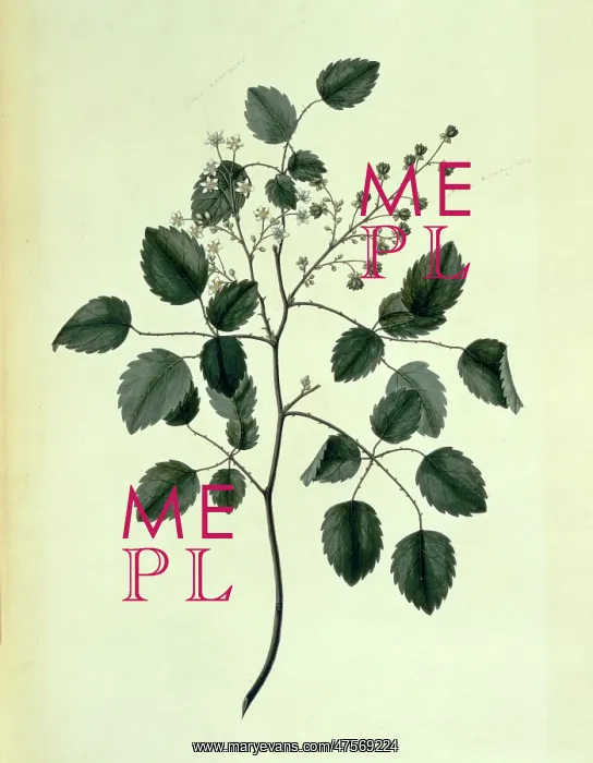 : Rubus australis, bush lawyer : Rubus australis, bush lawyer