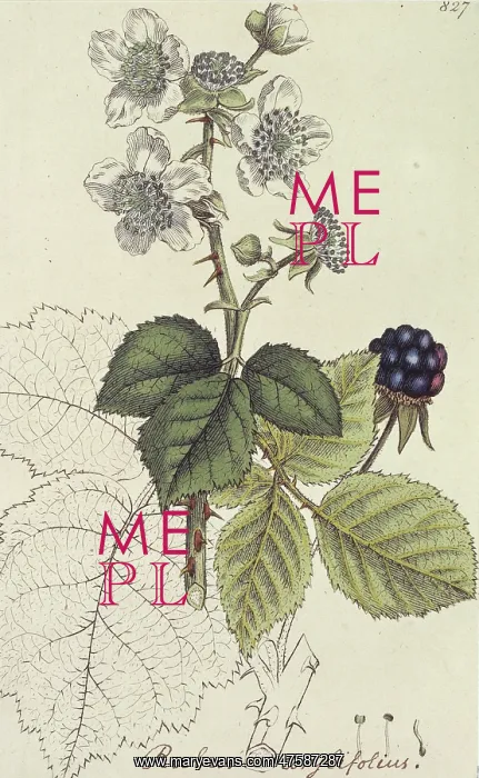 : Rubus corylifolia, blackberry : Rubus corylifolia, blackberry