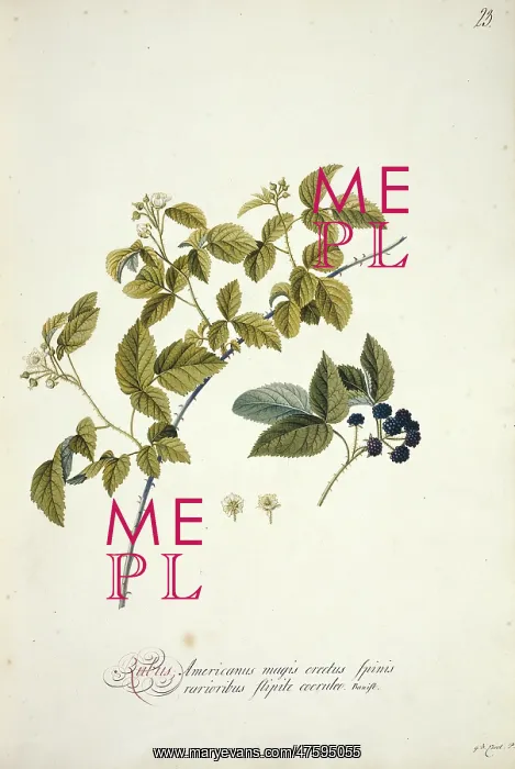 : Rubus cuneifolius, blackberry : Rubus cuneifolius, blackberry