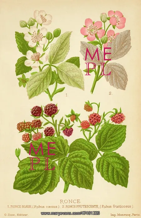  : Rubus Fructocosus