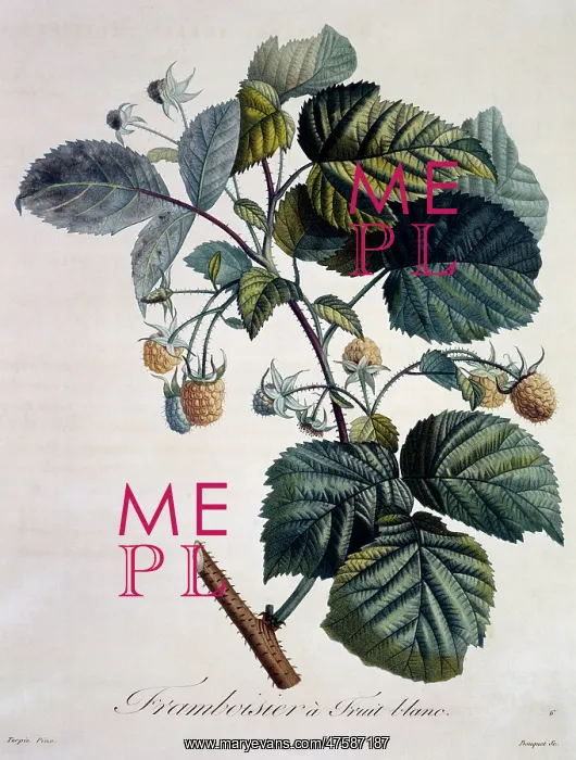 : Rubus idaeus, raspberry : Rubus idaeus, raspberry
