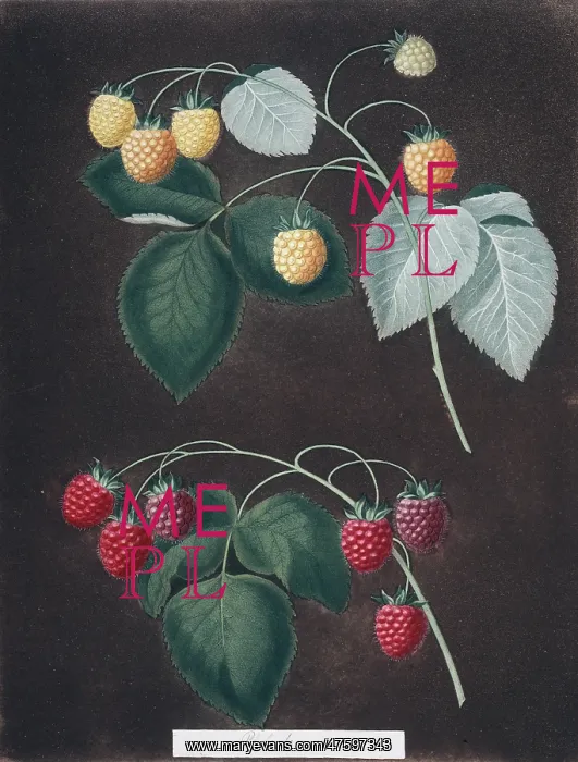 : Rubus idaeus, raspberry : Rubus idaeus, raspberry
