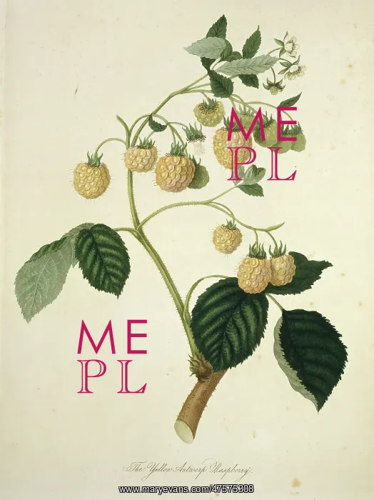 : Rubus idaeus, yellow Antwerp raspberry : Rubus idaeus, yellow Antwerp raspberry