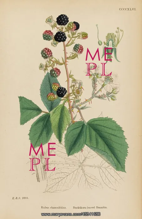  : Rubus Rhamnifolius