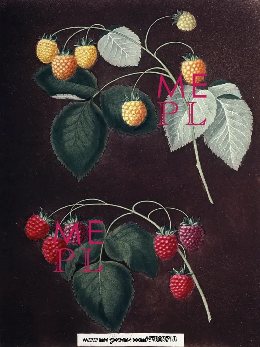 : Rubus sp. raspberry : Rubus sp. raspberry