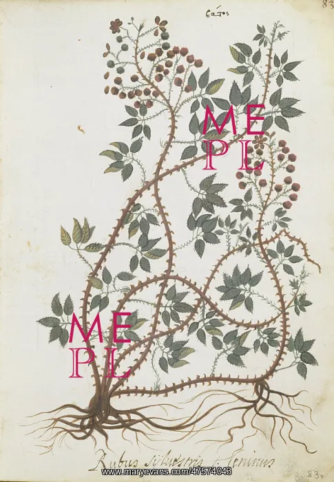 : Rubus sylvestris : Rubus sylvestris