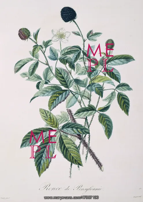 : Rubus ulmifolius, blackberry : Rubus ulmifolius, blackberry