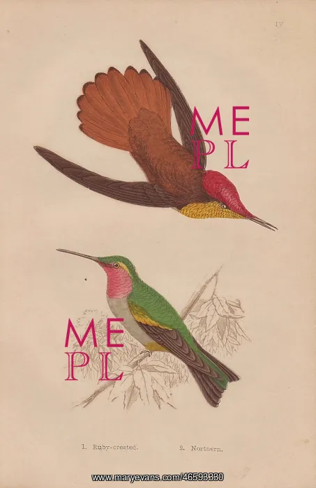 : Ruby-crested, Chrysolampis mosquitus, and ruby-throated : Ruby-crested, Chrysolampis mosquitus, and ruby-throated