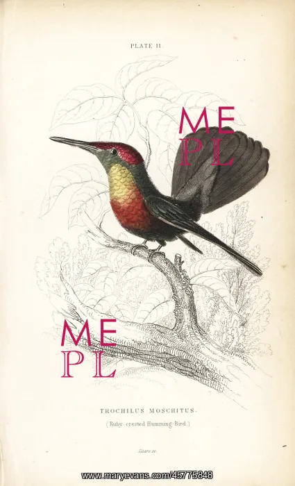 : Ruby-crested hummingbird, Chrysolampis mosquitus : Ruby-crested hummingbird, Chrysolampis mosquitus