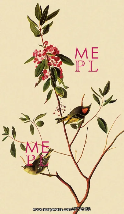 : Ruby-Crowned Kinglet, Regulus calendula : Ruby-Crowned Kinglet, Regulus calendula