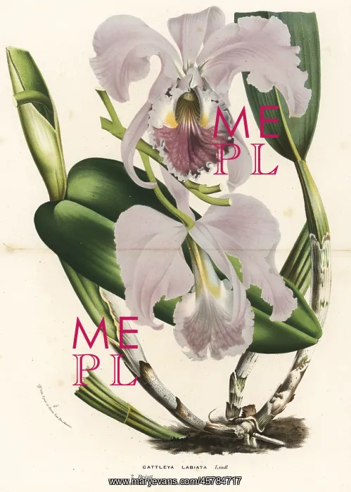 : Ruby-lipped cattleya orchid, Cattleya labiata : Ruby-lipped cattleya orchid, Cattleya labiata