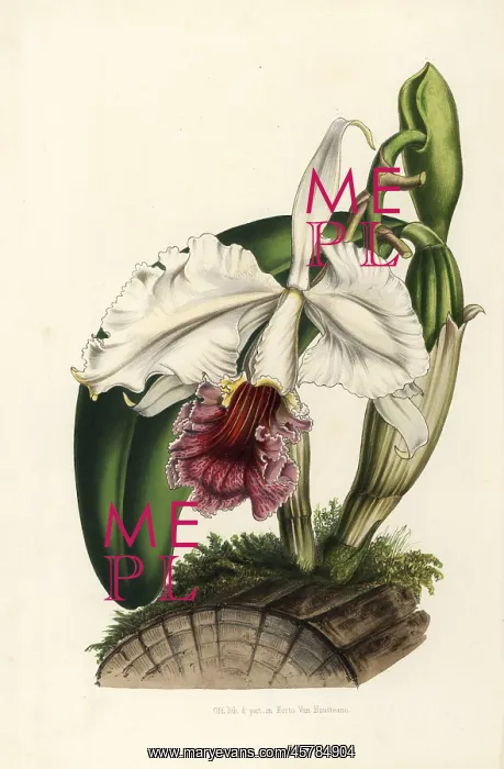 : Ruby-lipped cattleya orchid, Cattleya labiata : Ruby-lipped cattleya orchid, Cattleya labiata