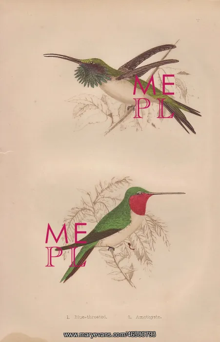 : Ruby-throated, Calothorax lucifer, and Amethystine : Ruby-throated, Calothorax lucifer, and Amethystine