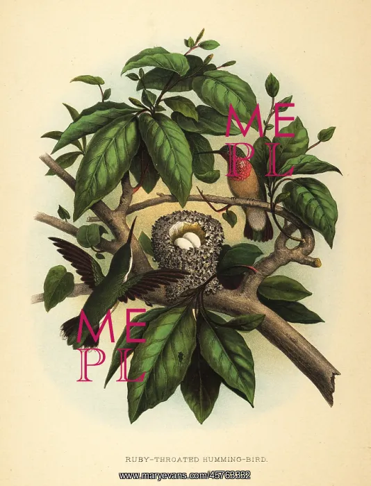 : Ruby-throated hummingbird, Archilochus colubris : Ruby-throated hummingbird, Archilochus colubris