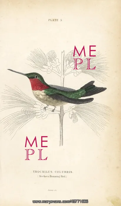 : Ruby-throated hummingbird, Archilochus colubris : Ruby-throated hummingbird, Archilochus colubris