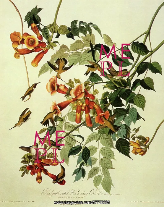 : Ruby-Throated Hummingbird, Archilochus colubris : Ruby-Throated Hummingbird, Archilochus colubris