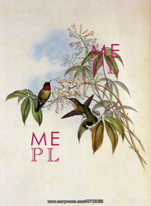 : Ruby-Throated Hummingbird, Archilochus colubris : Ruby-Throated Hummingbird, Archilochus colubris