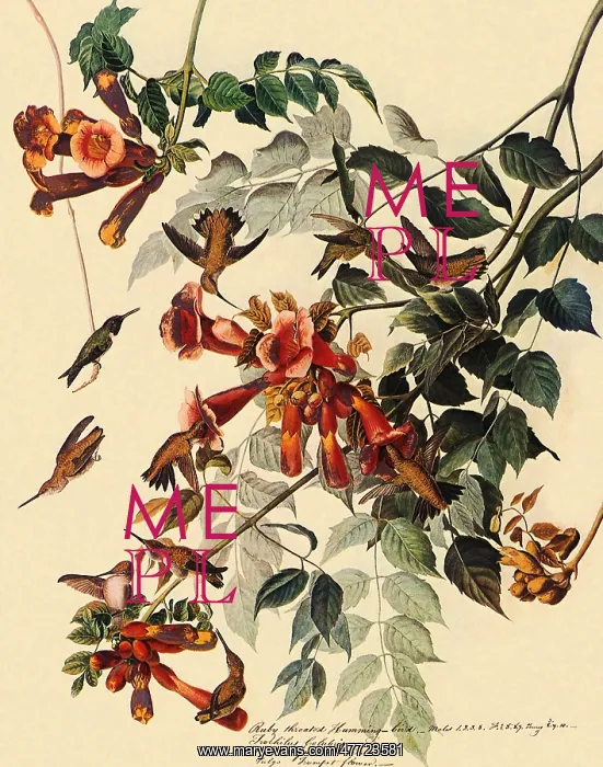 : Ruby-Throated Hummingbird, Archilochus colubris : Ruby-Throated Hummingbird, Archilochus colubris