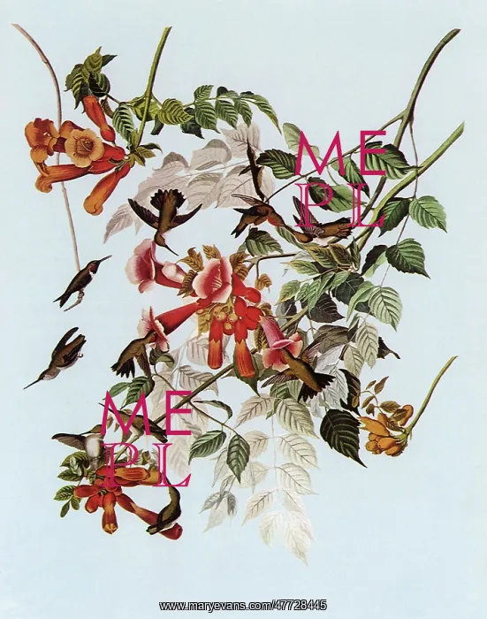 : Ruby-throated Hummingbird, Archilochus colubris : Ruby-throated Hummingbird, Archilochus colubris